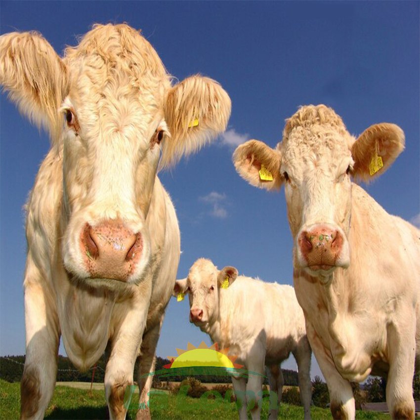 Línea Materia Prima